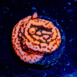 Cherry Tree Montipora - riptide aquaculture llc