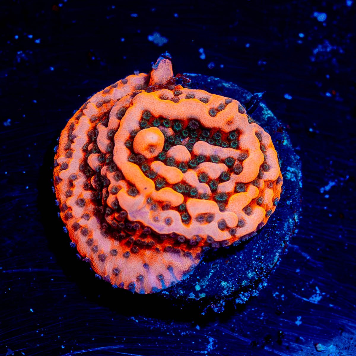 Cherry Tree Montipora - riptide aquaculture llc