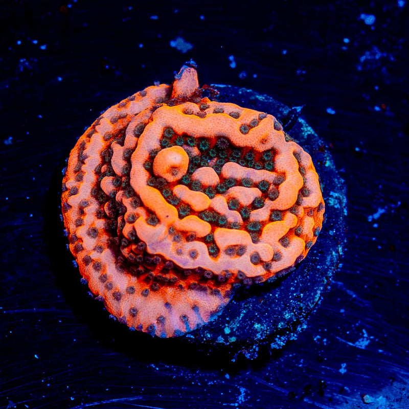 Cherry Tree Montipora
