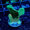 ORA Mint Pavona - riptide aquaculture llc