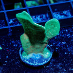 ORA Mint Pavona - riptide aquaculture llc