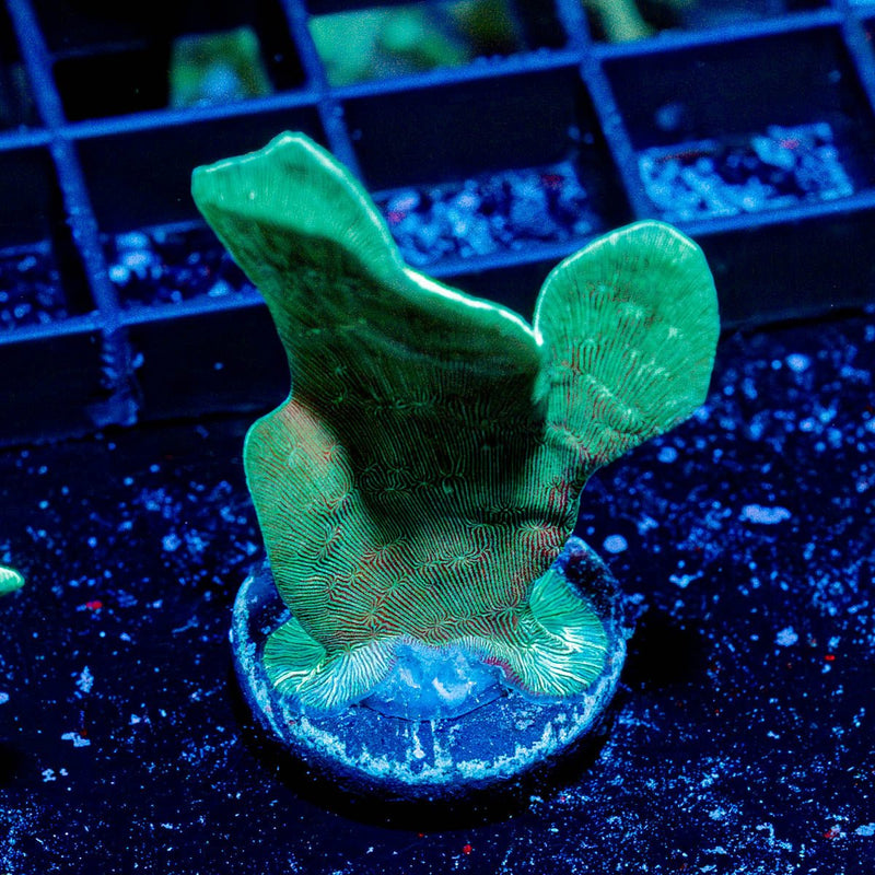 ORA Mint Pavona