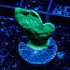 ORA Mint Pavona - riptide aquaculture llc