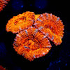 Acan / Micromussa - riptide aquaculture llc