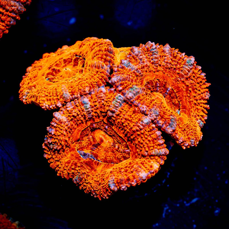 Acan / Micromussa