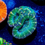 Acan / Micromussa - riptide aquaculture llc