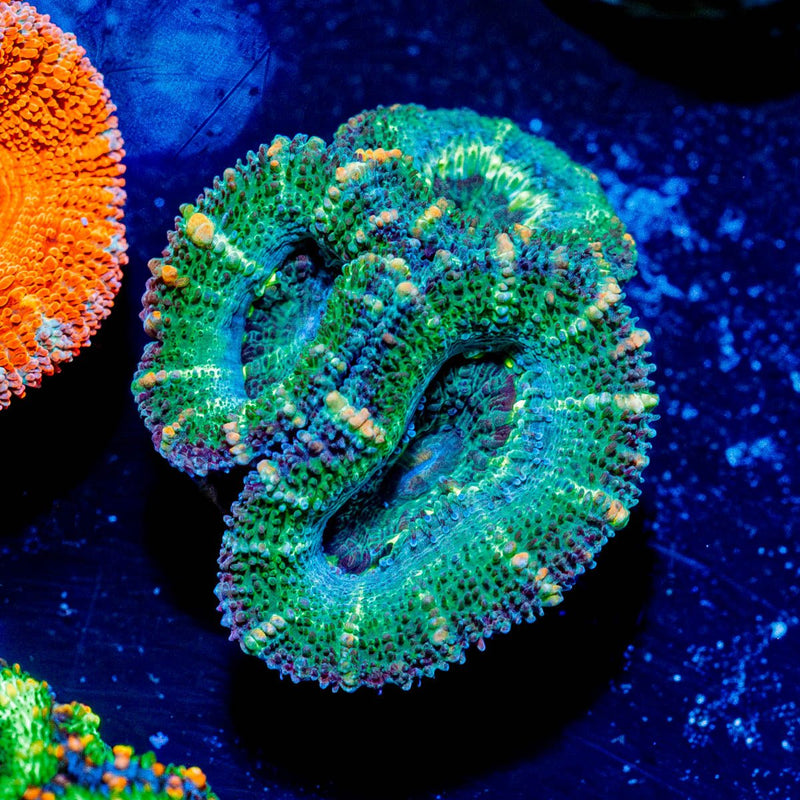 Acan / Micromussa