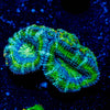 Acan / Micromussa - riptide aquaculture llc