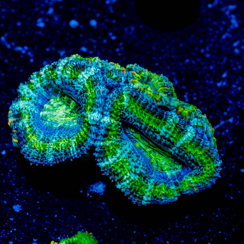 Acan / Micromussa