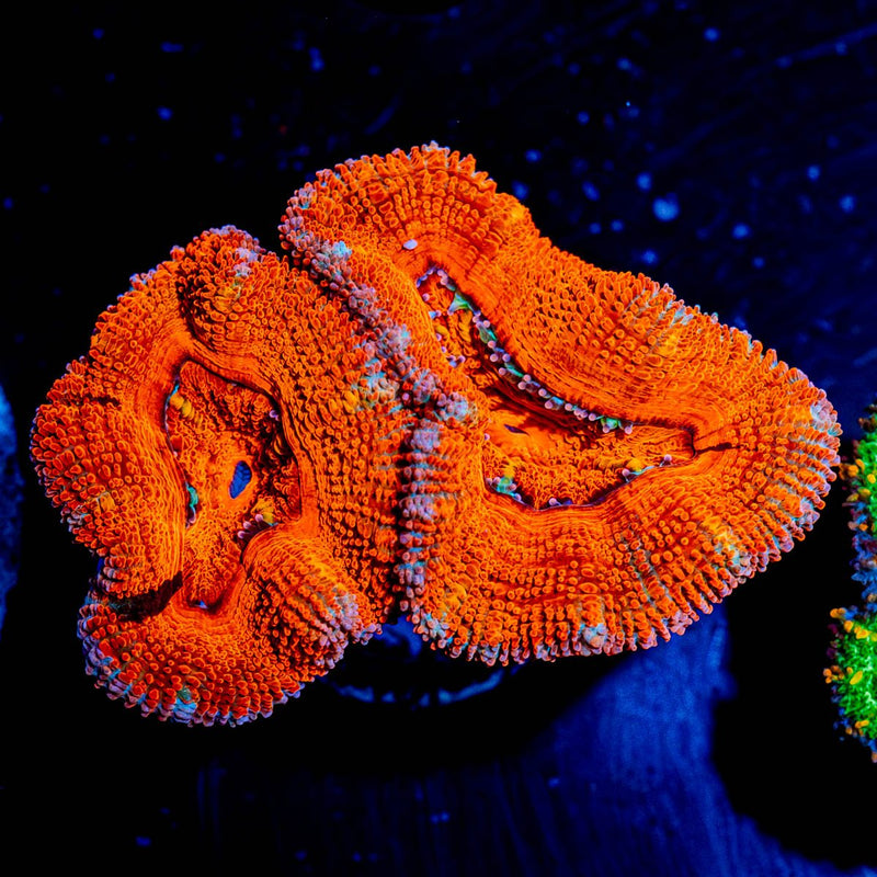 Acan / Micromussa