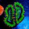 Acan / Micromussa - riptide aquaculture llc