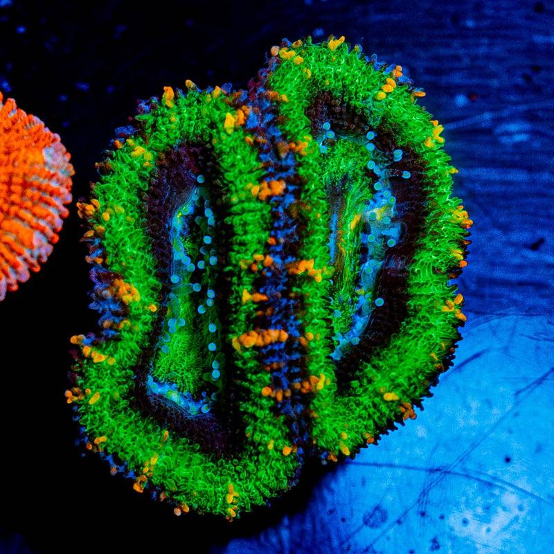 Acan / Micromussa
