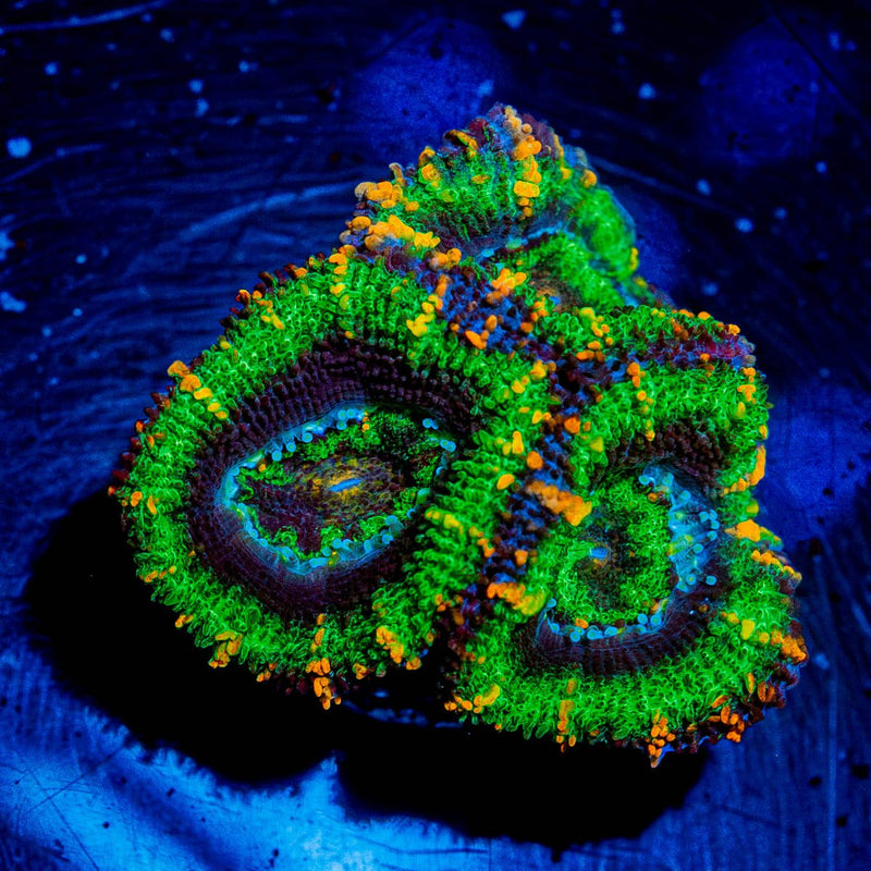 Acan / Micromussa