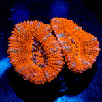 Acan / Micromussa - riptide aquaculture llc