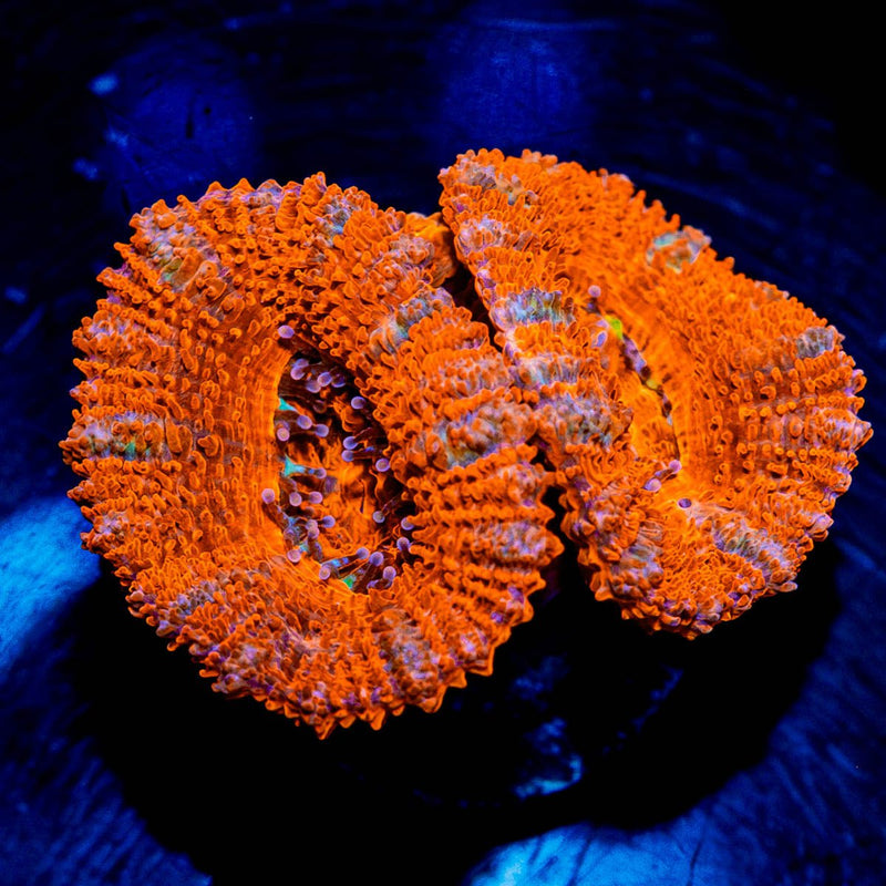 Acan / Micromussa