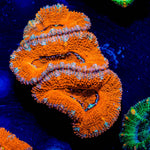Acan / Micromussa - riptide aquaculture llc