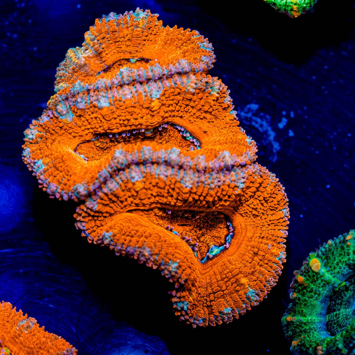 Acan / Micromussa - riptide aquaculture llc
