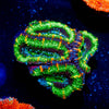 Acan / Micromussa - riptide aquaculture llc