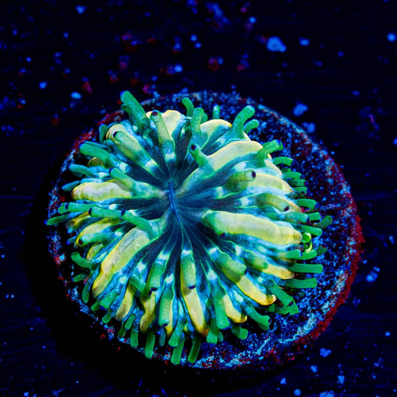 Baby Fungia