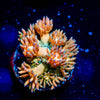 Encore Goniopora - riptide aquaculture llc