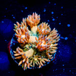 Encore Goniopora - riptide aquaculture llc