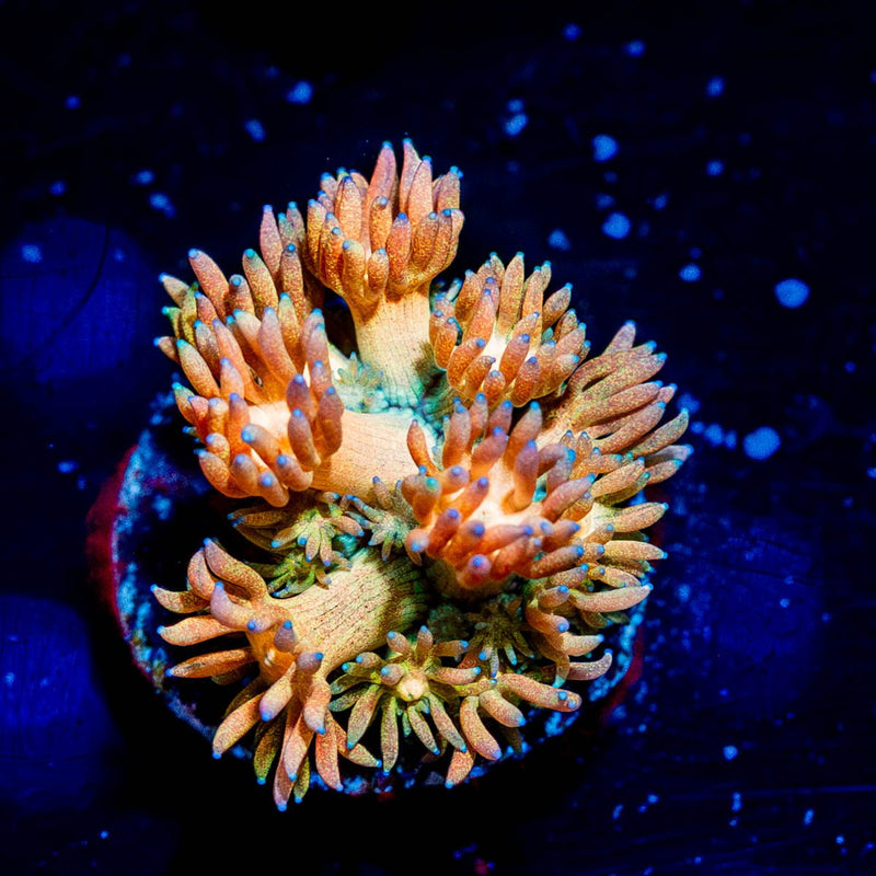 Encore Goniopora