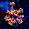 IronMan Goniopora - riptide aquaculture llc