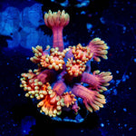 IronMan Goniopora - riptide aquaculture llc