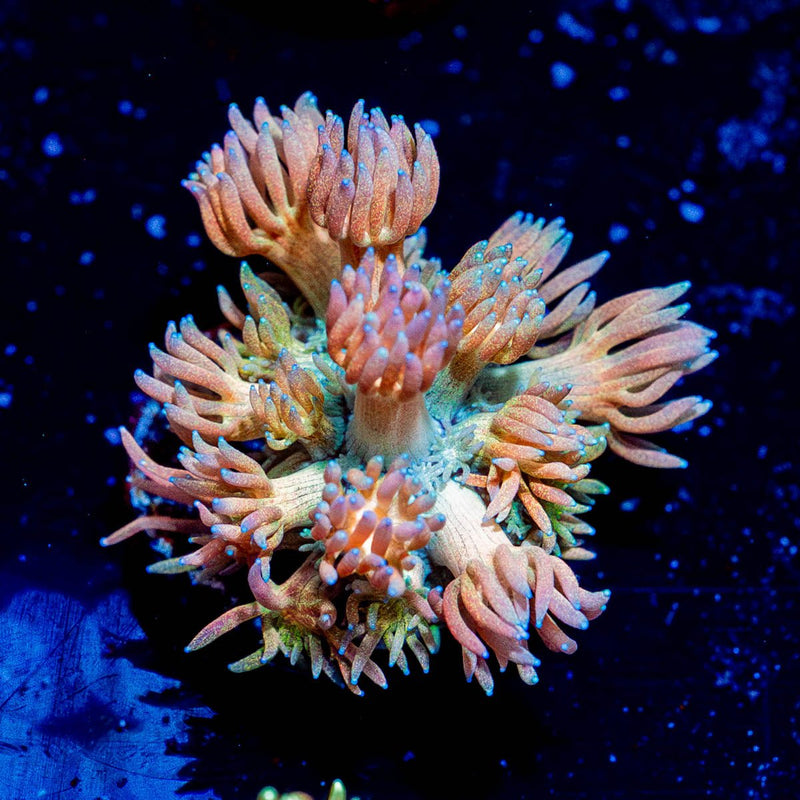 Encore Goniopora