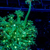 Toxic Goniopora - riptide aquaculture llc