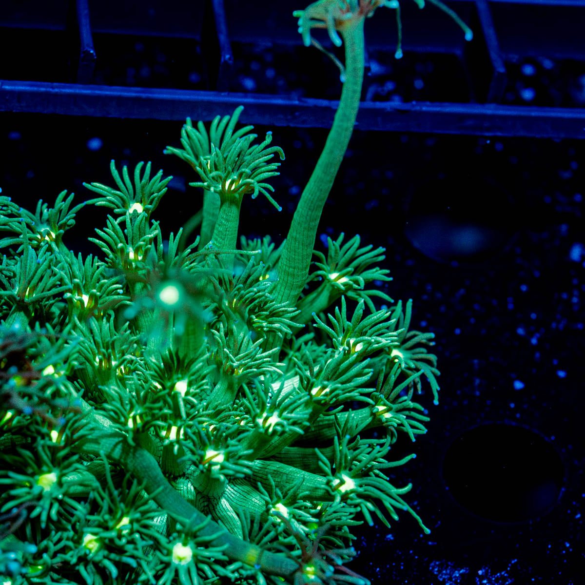 Toxic Goniopora - riptide aquaculture llc