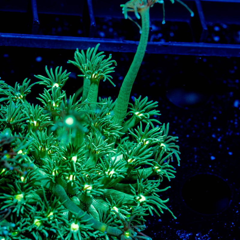 Toxic Goniopora