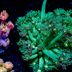 Toxic Goniopora - riptide aquaculture llc