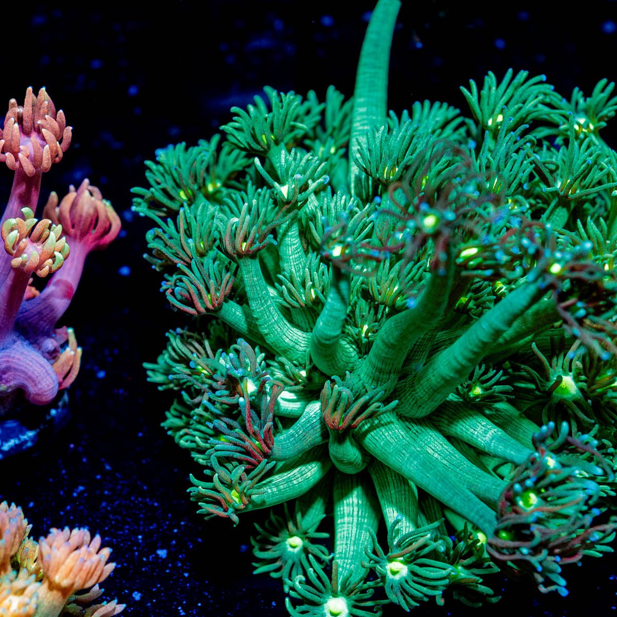 Toxic Goniopora - riptide aquaculture llc