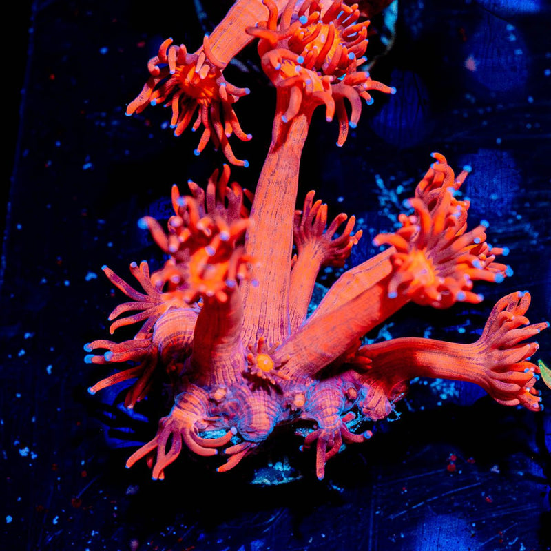 Red Bull Goniopora