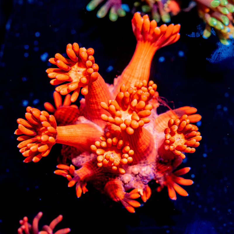 Red Bull Goniopora