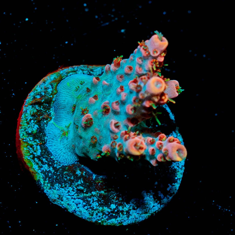 Night Fury Acropora