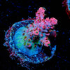 Night Fury Acropora - riptide aquaculture llc