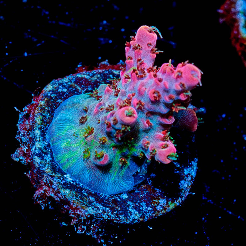 Night Fury Acropora