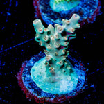 Bali Shortcake Acropora - riptide aquaculture llc