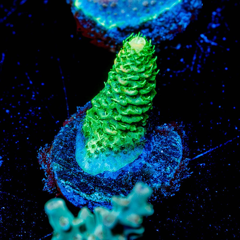 Sky Walker Milliopora