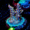 Purple Haze Acropora - riptide aquaculture llc