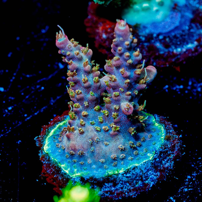Purple Haze Acropora