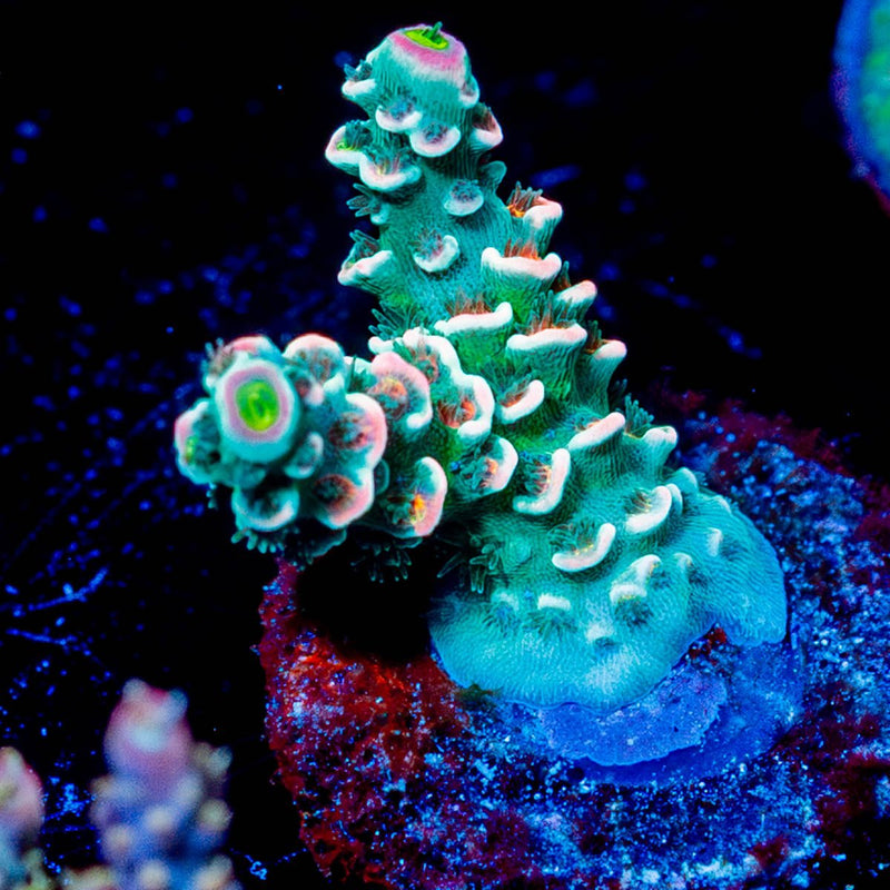 Circus Freak Acropora