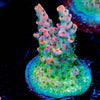 Night Fury Acropora - riptide aquaculture llc