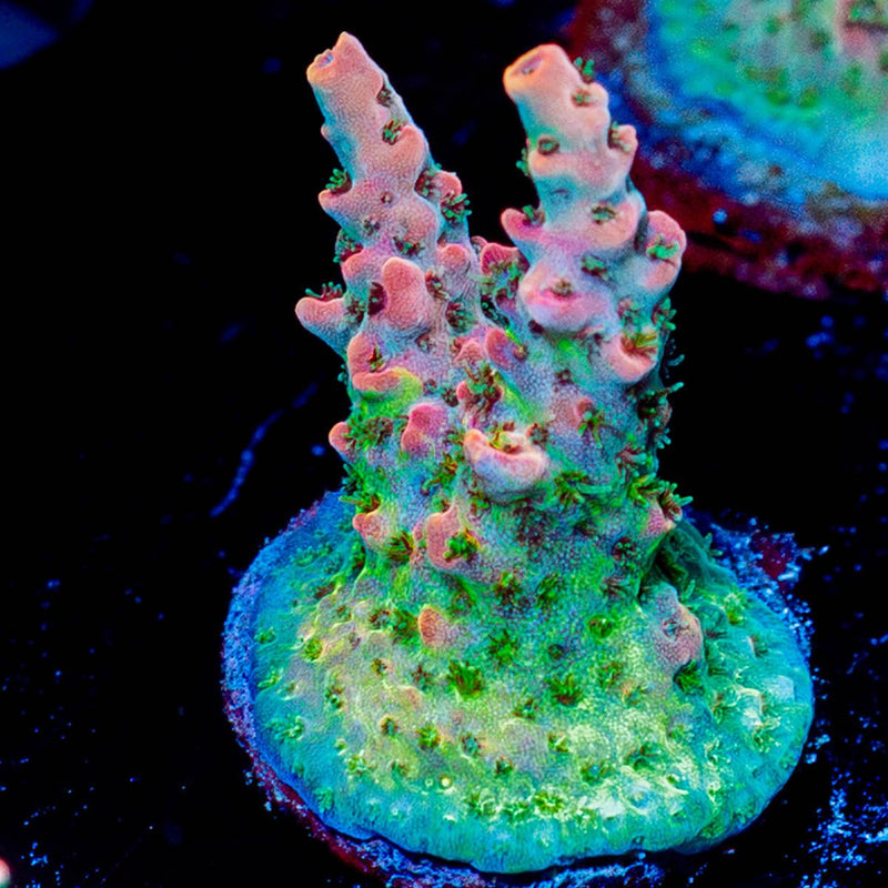 Night Fury Acropora