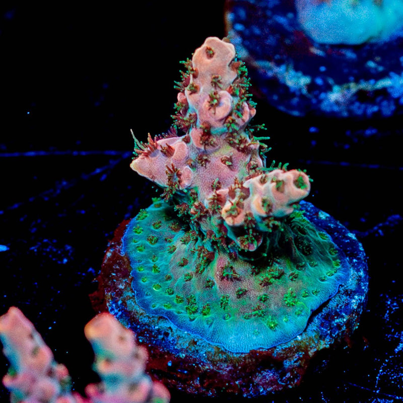 Night Fury Acropora