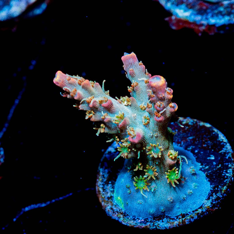Purple Haze Acropora