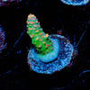 Princess Peach Acropora - riptide aquaculture llc