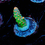 Princess Peach Acropora - riptide aquaculture llc